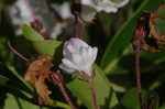 Mountain laurel